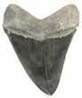 Serrated, Megalodon Tooth - Excellent Tip #69766-2
